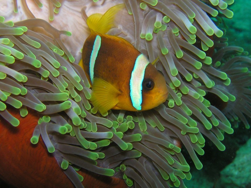 clown-fish-225421_1920.jpg