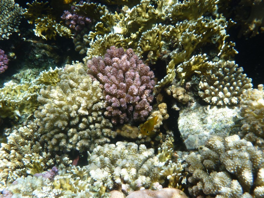 coral-223412.jpg