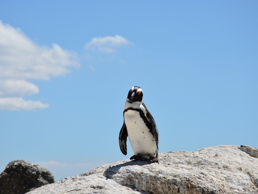 penguin-657527_1920.jpg