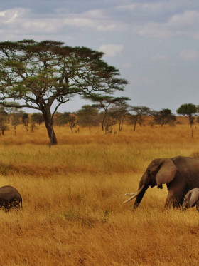 elephants-277329_1280.jpg