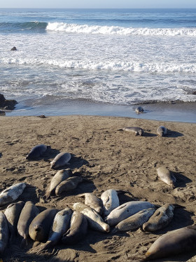 Big Sur da San Simeon a San Francisco leoni marini