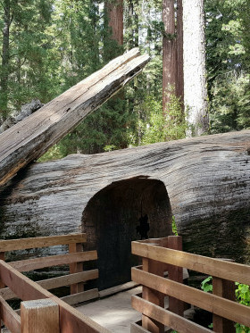 Sequoia National Park  Tour California in 10 giorni  Agenzia VET VIAGGI Forte dei Marmi