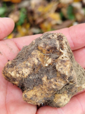 Truffle Hunting Piedmont