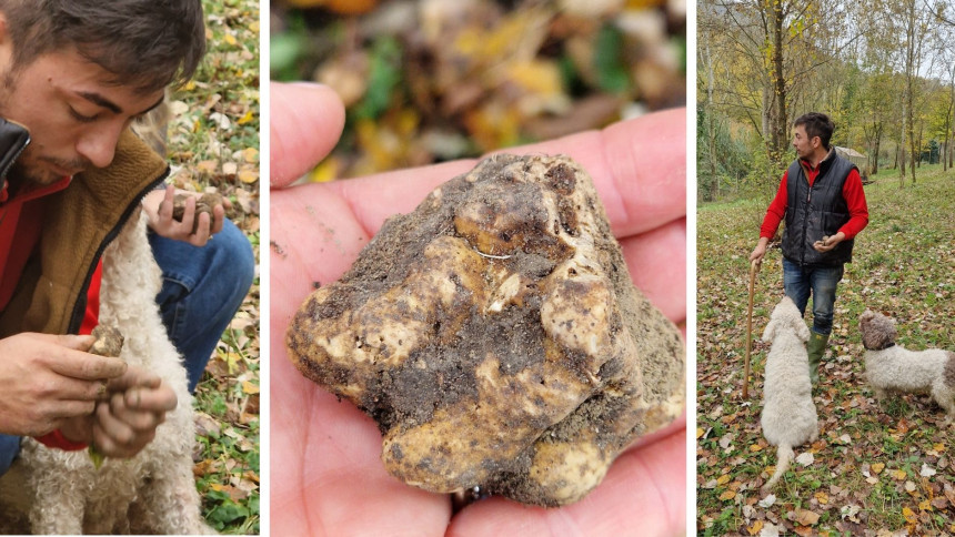 Truffle Hunting Piedmont