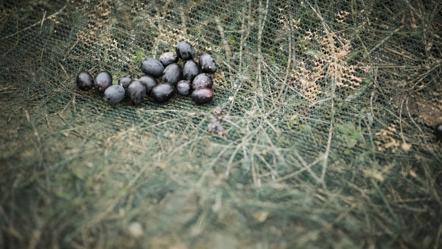 11._Toskana_Tour_olive_harvest_(674)_copia_.JPG