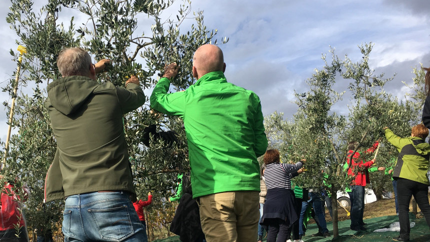 7._olive_harvest_tuscany_.JPG