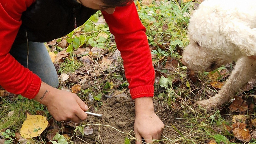 Trüffelsuche Piemont